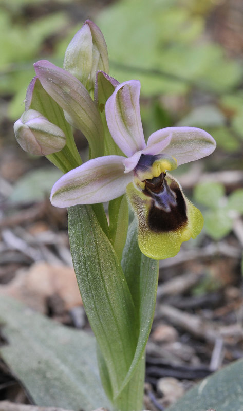 Ophrys tenthredinifera. Closer.