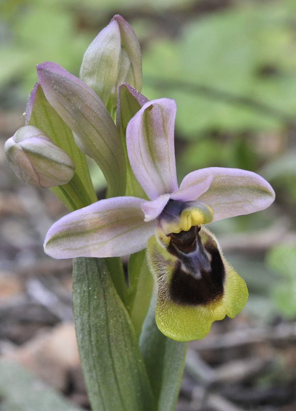 Ophrys tenthredinifera. Close-up.