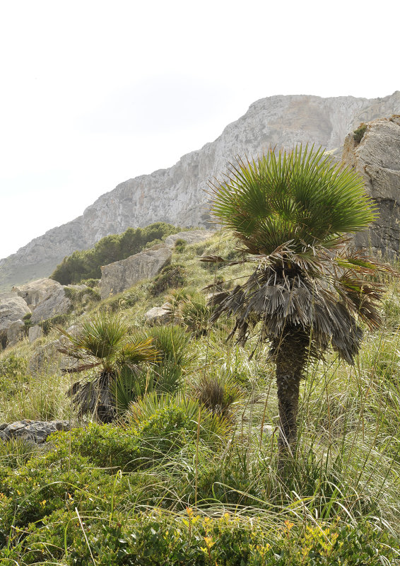 Chamaerops humilis.3.jpg