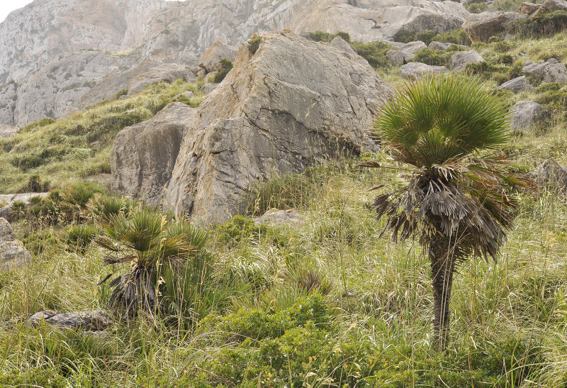 Chamaerops humilis.4.jpg