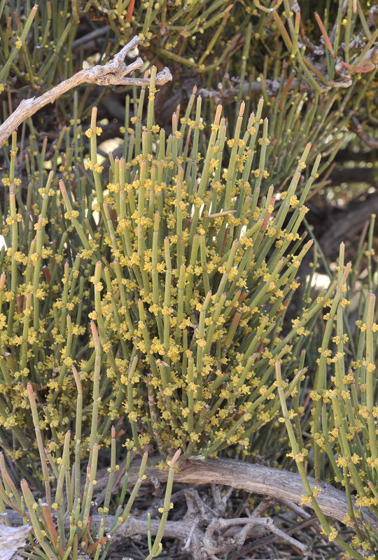 Ephedra fragilis, male plant. Closer.