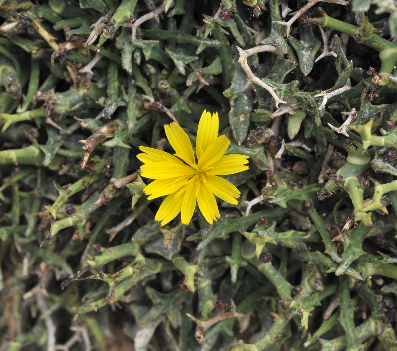 Launaea cervicornis. Close-up.jpg
