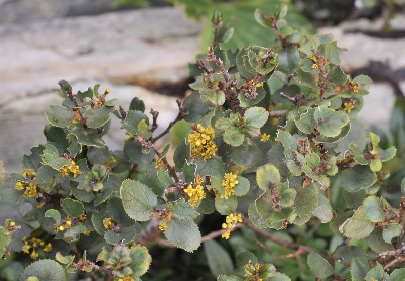Rhamnus ludovici-salvatoris. Closer.jpg