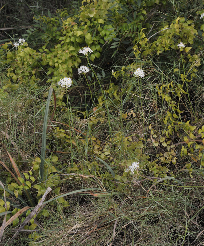 Allium subvillosum.jpg