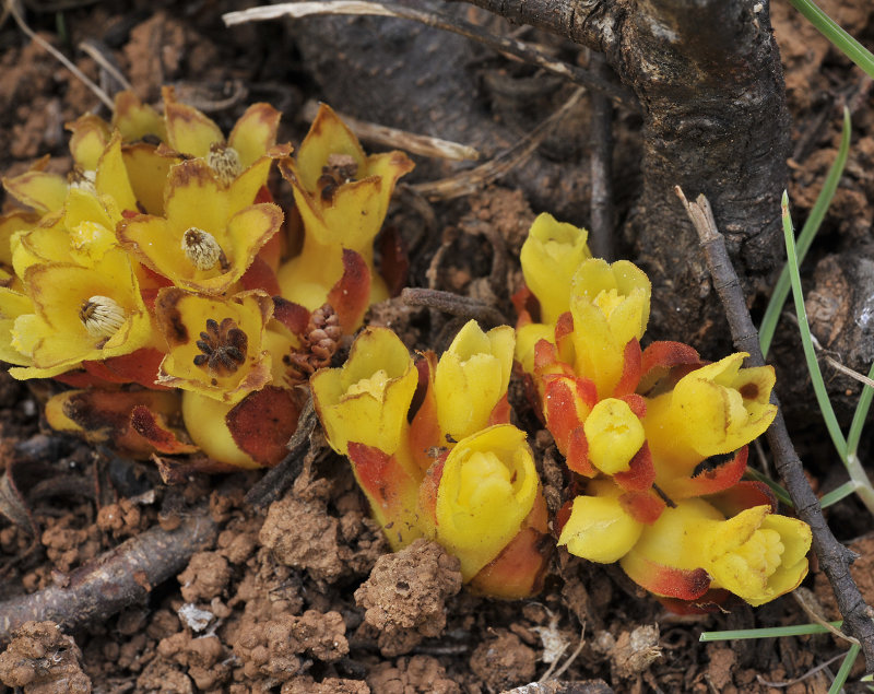 Cytinus ruber Close-up.jpg