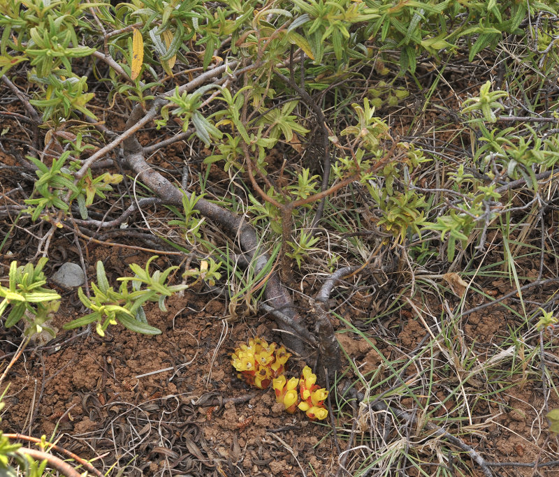 Cytinus ruber with host.jpg