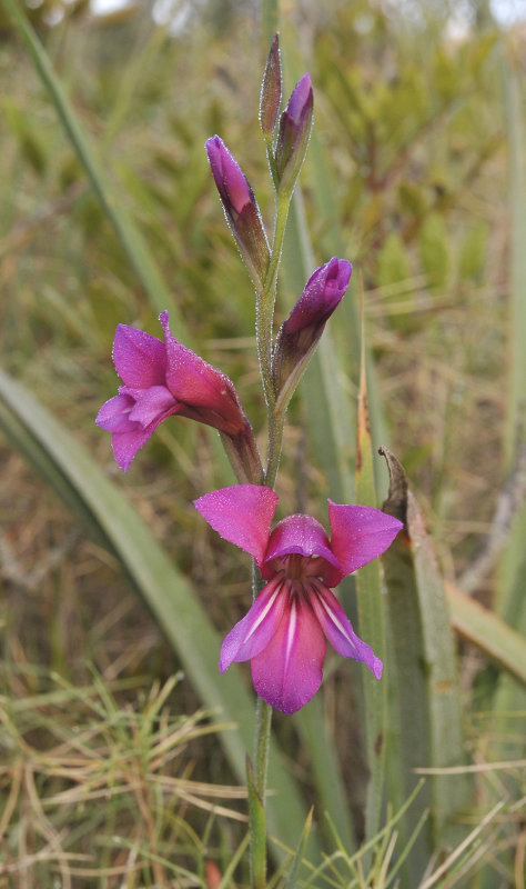 Gladiolus illyricus. Close-up.2.jpg