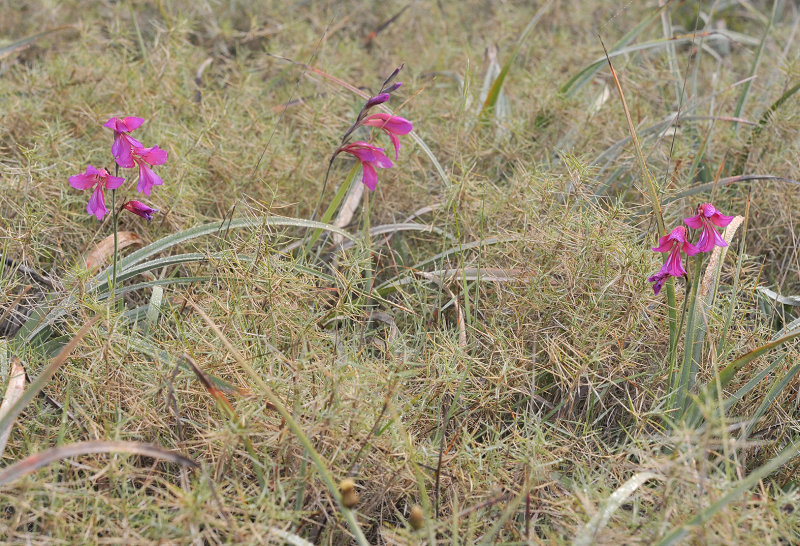 Gladiolus illyricus.3.jpg