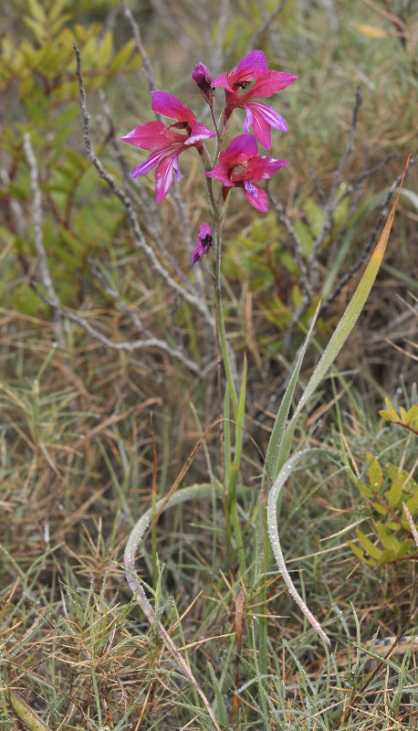 Gladiolus illyricus.jpg