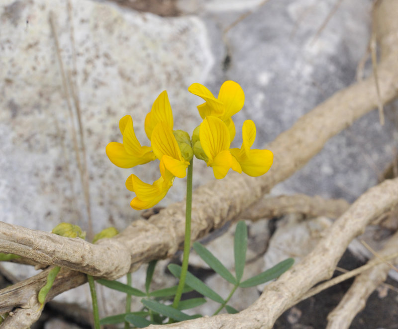 Hippocrepis balearica. Close-up (2).jpg