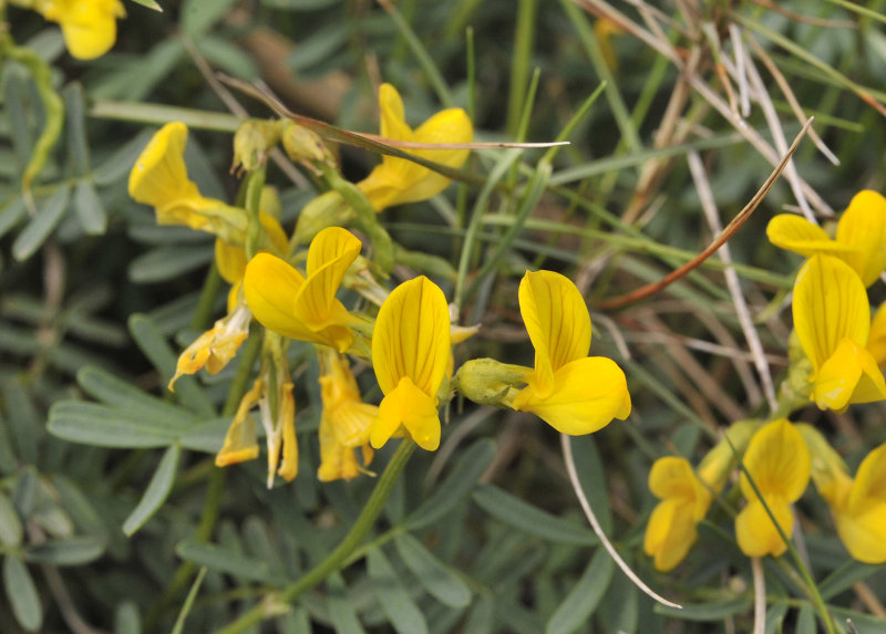 Hippocrepis balearica. Close-up.jpg