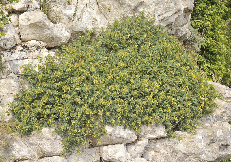 Hippocrepis balearica. In fruit.jpg
