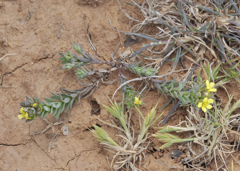 Linum strictum.jpg