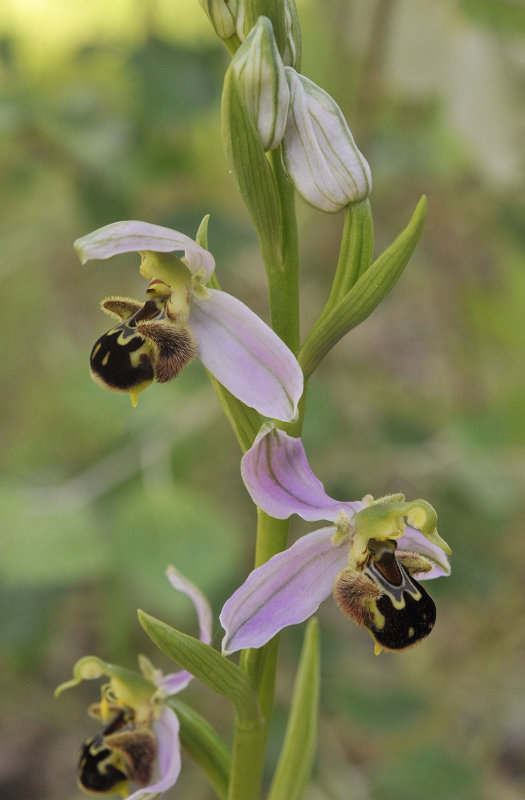 Ophrys apifera. Closer. 3.jpg