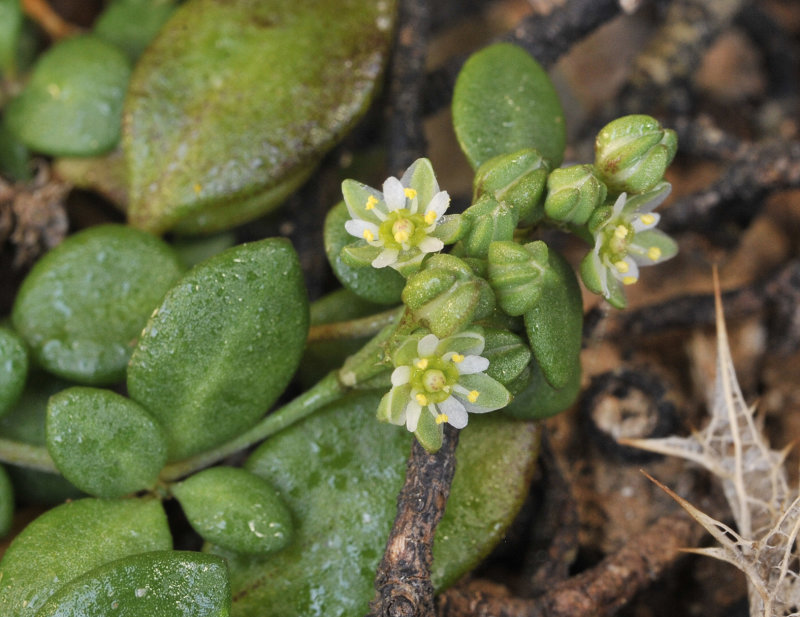 Polycarpon polycarpoides. Close-up.jpg