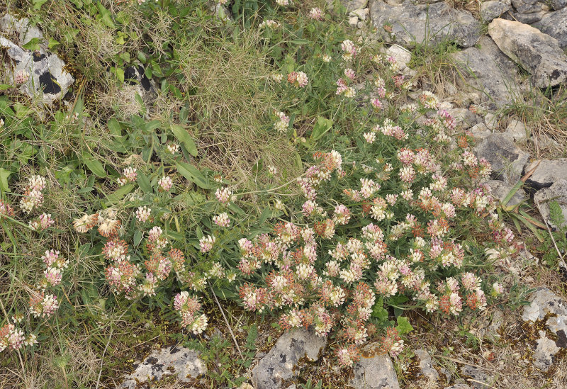 Anthyllis vulnearia.jpg