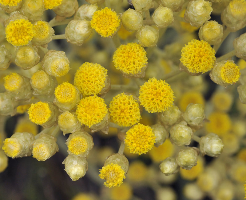 Helichrysum stoechas. Close-up.2.jpg
