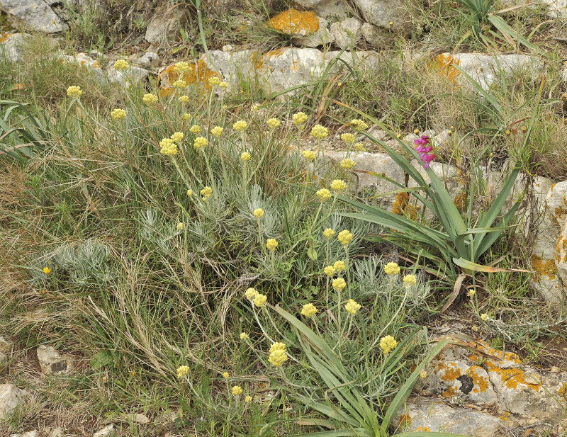 Helichrysum stoechas.jpg