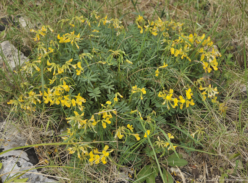 Hippocrepis balearica.2.jpg
