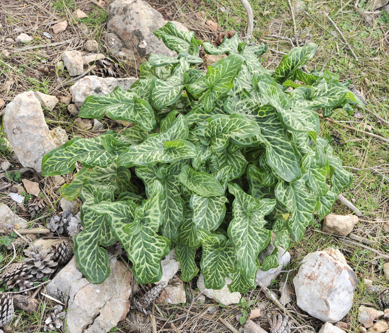 Arum italicum