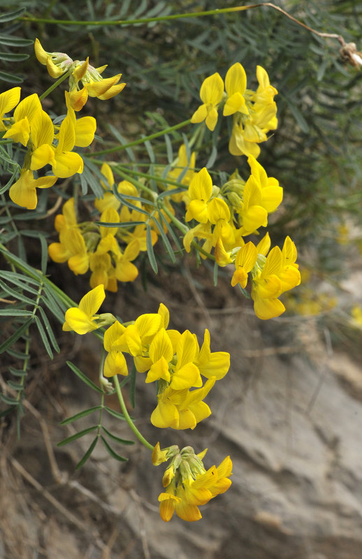 Hippocrepis balearica. Closer.jpg