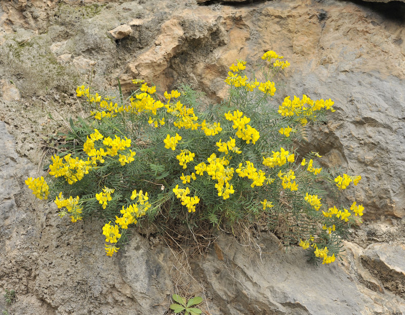 Hippocrepis balearica.2.jpg