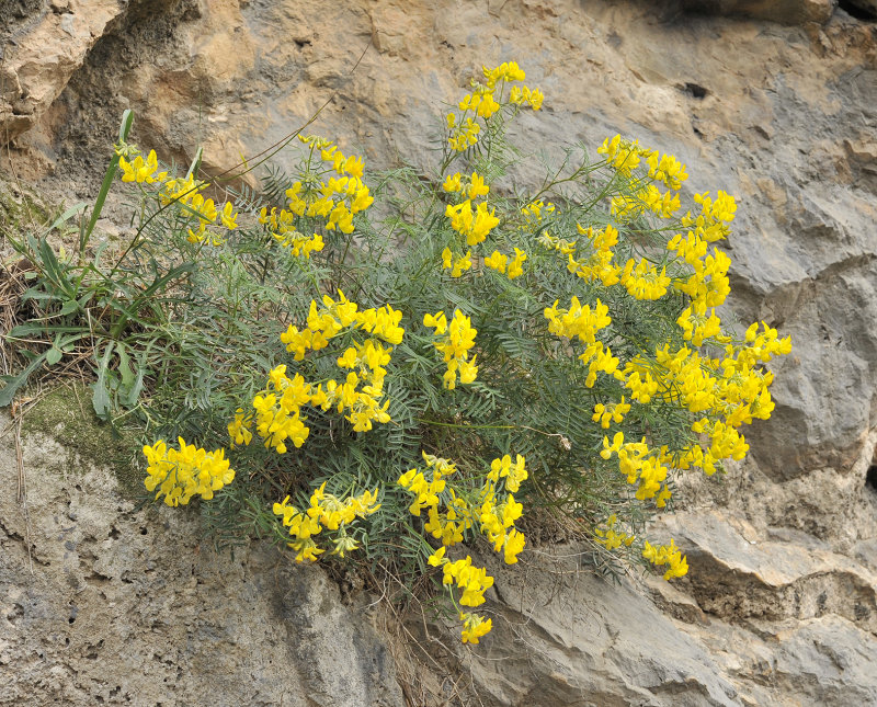 Hippocrepis balearica.3.jpg