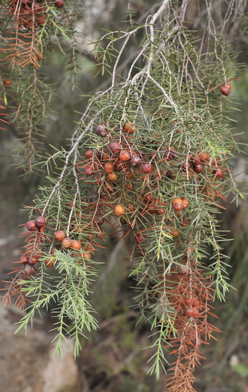 Juniperus oxycedrus. Closer.