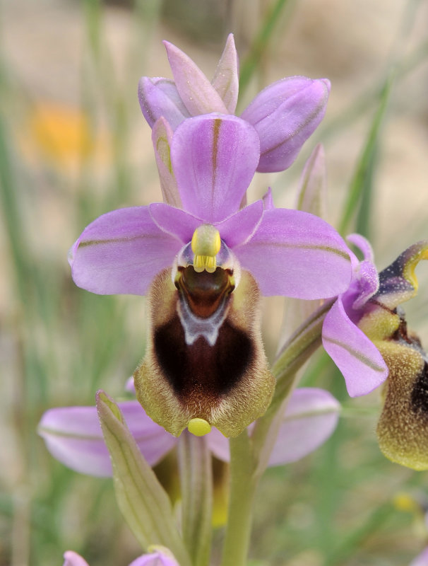 Ophrys tenthredinifera. Close-up.jpg
