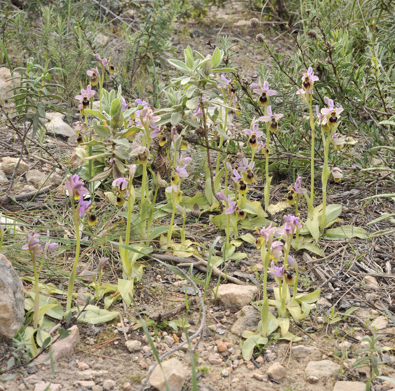 Ophrys tenthredinifera.2.jpg