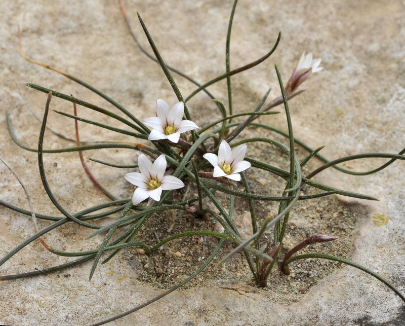 Romulea assumptionis. Closer.jpg
