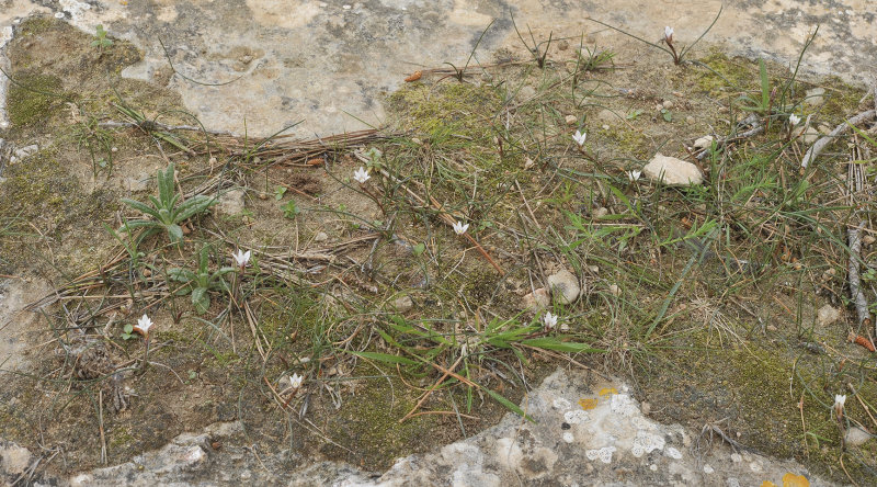 Romulea assumptionis.3.jpg