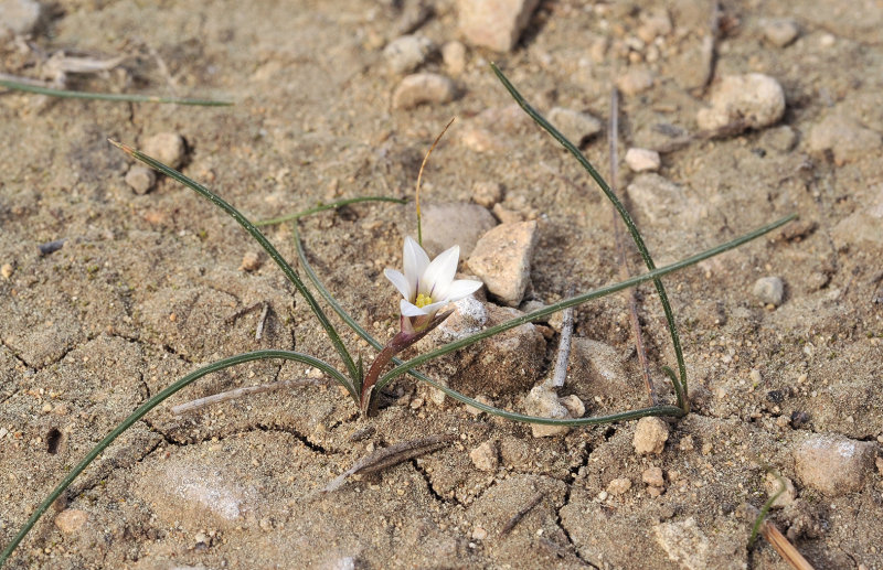 Romulea assumptionis.jpg