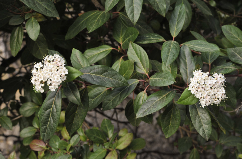Viburnum tinus. Closer.jpg
