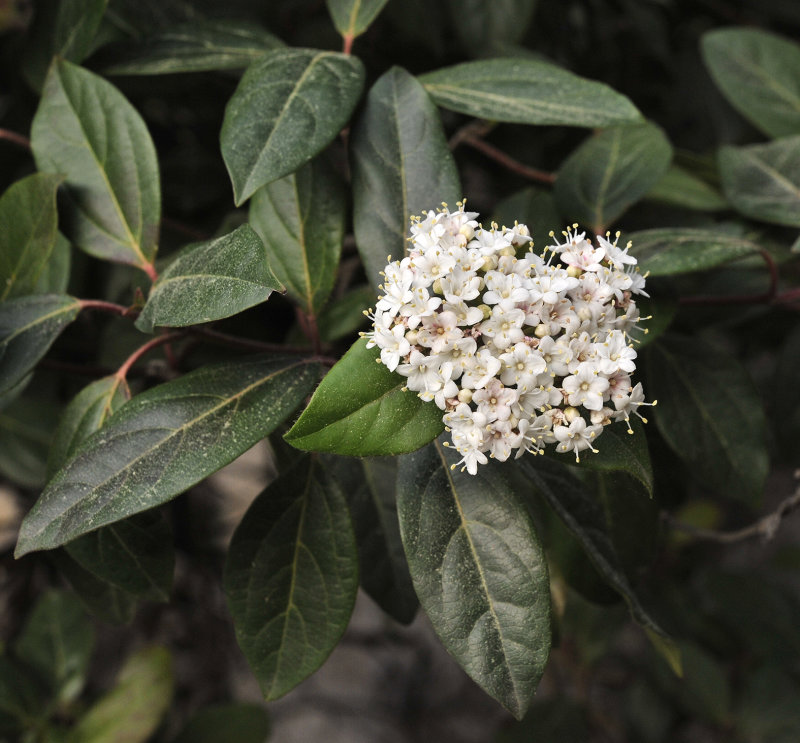 Viburnum tinus. Close-up.jpg