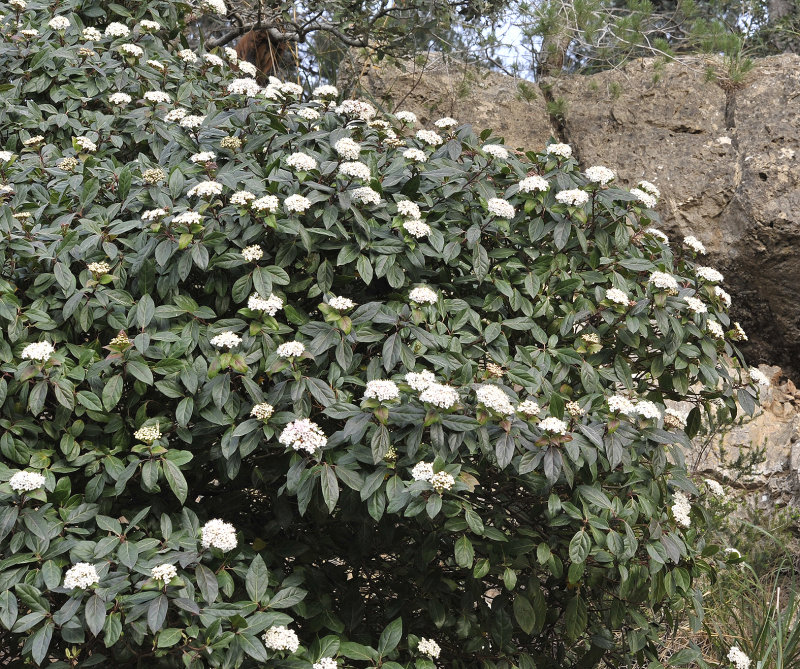Viburnum tinus.3.jpg
