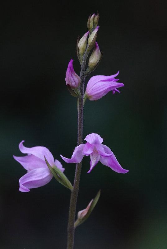 Cephalanthera rubra. Closer.