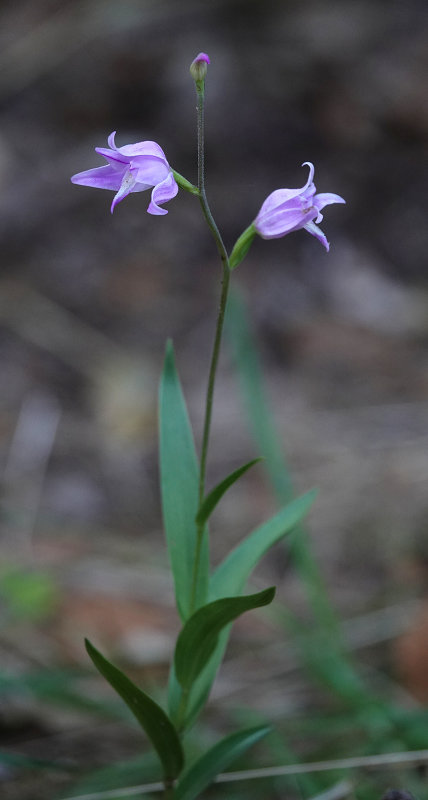 Cephalanthera rubra