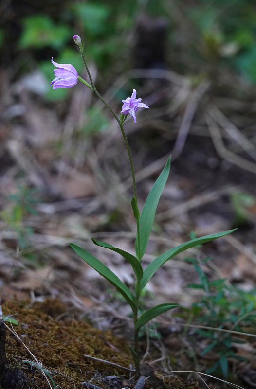 Cephalanthera rubra