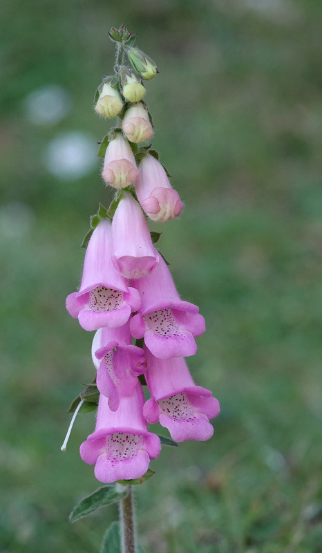 Digitalis minor. Closer.jpg