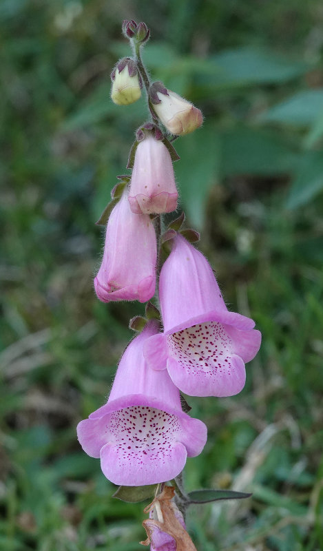 Digitalis minor. Close-up.jpg