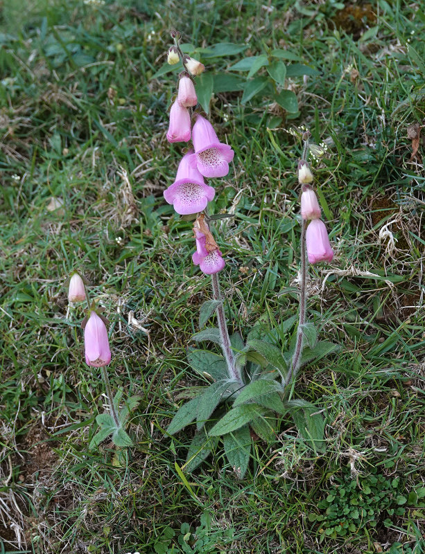Digitalis minor.1.jpg