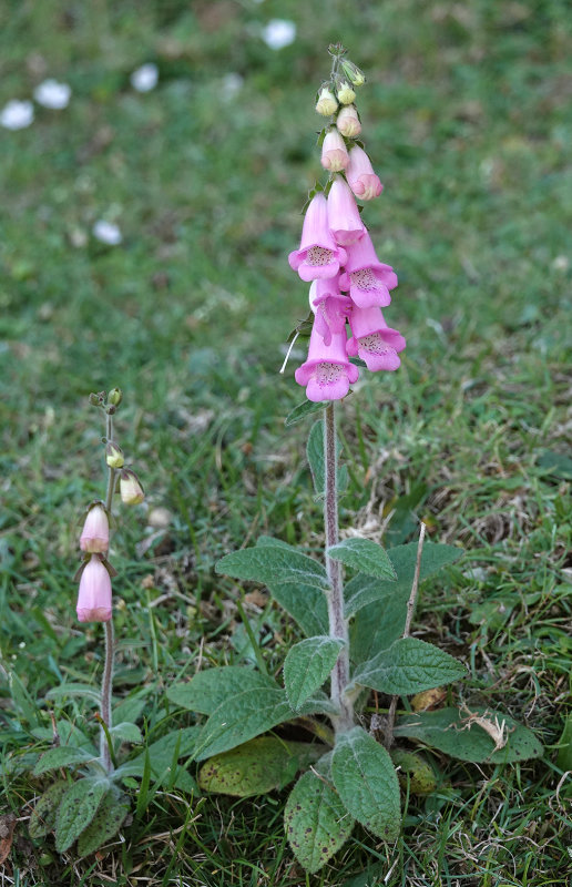 Digitalis minor.3.jpg