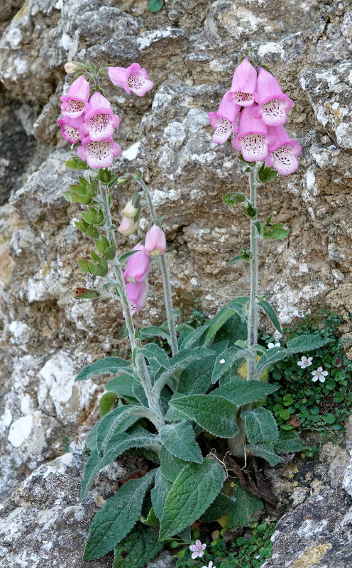 Digitalis minor.6.jpg