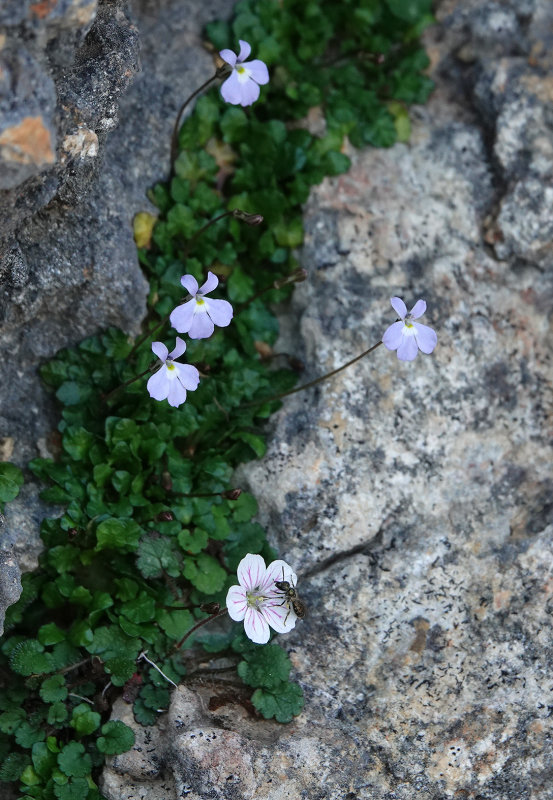 Endemic dwarf vegetation.4.jpg