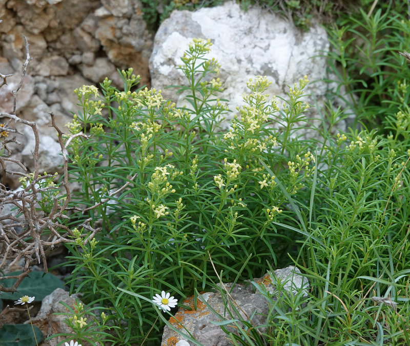 Galium crespianum.jpg