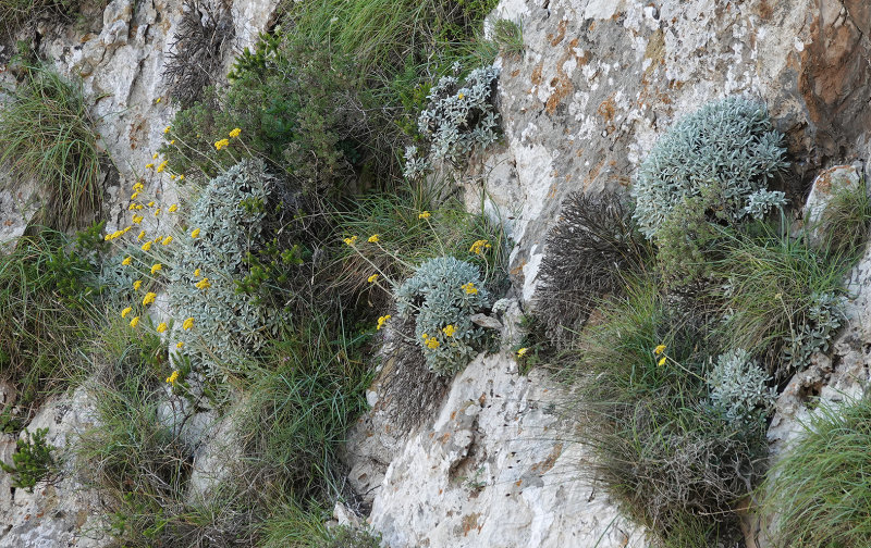 Helichrysum crassifolium.1..jpg