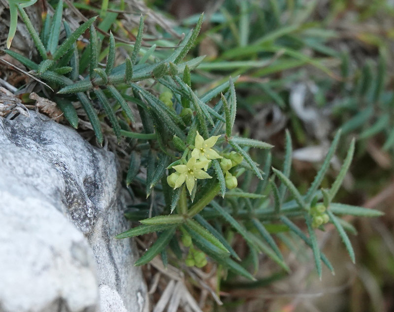 Rubia angustifolia. Closer.jpg
