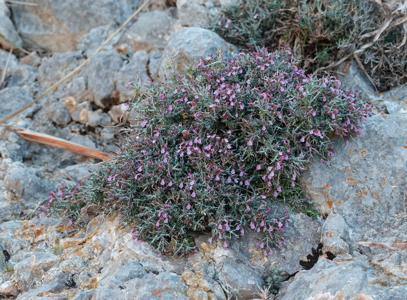 Teucrium balearicum
