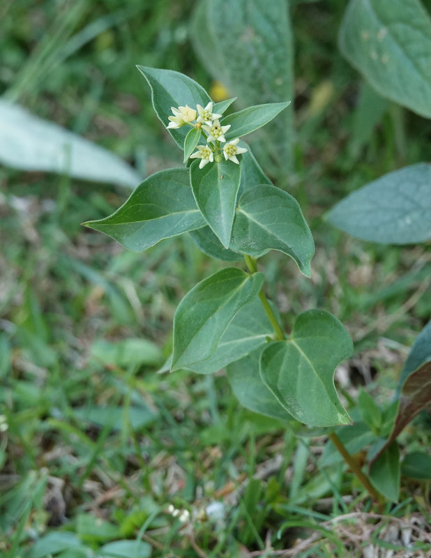 Vincetoxicum hirundinaria. Closer.jpg